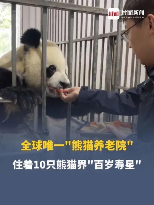 全球唯一“熊猫养老院”，住着10只熊猫界“百岁寿星”