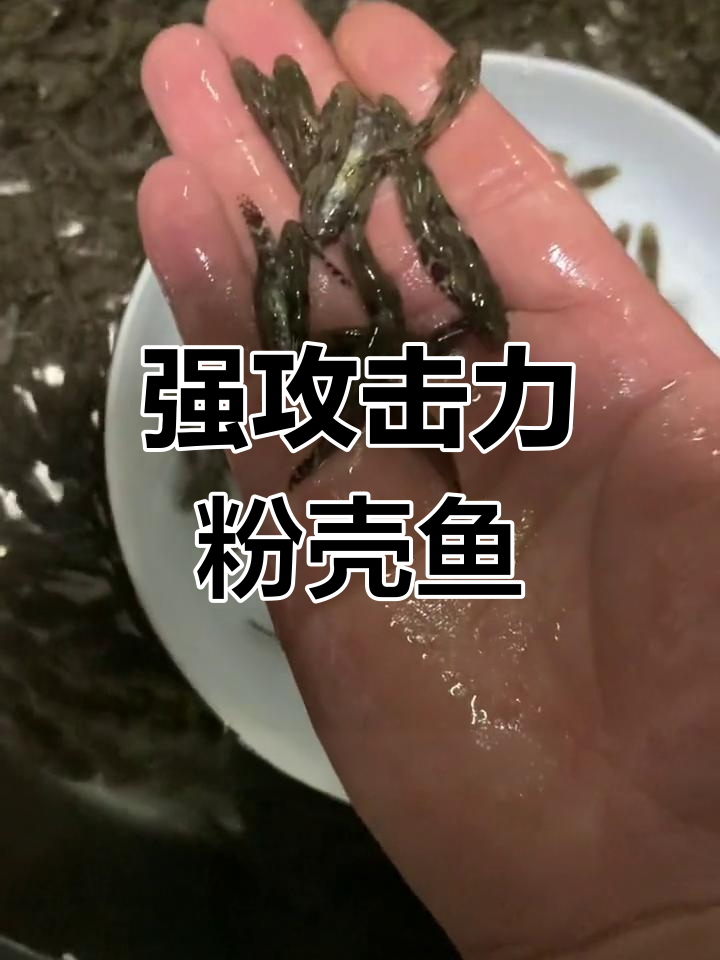 笋壳鱼:热带肉食性鱼类