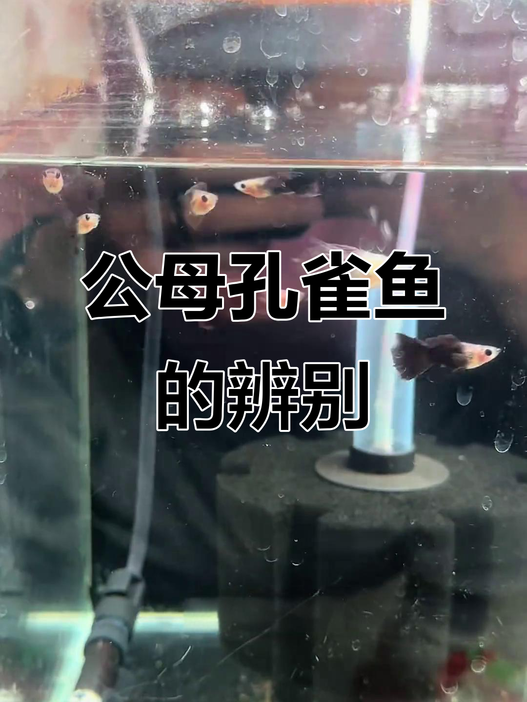 孔雀鱼公母分辨技巧,如何判断肚子形状?