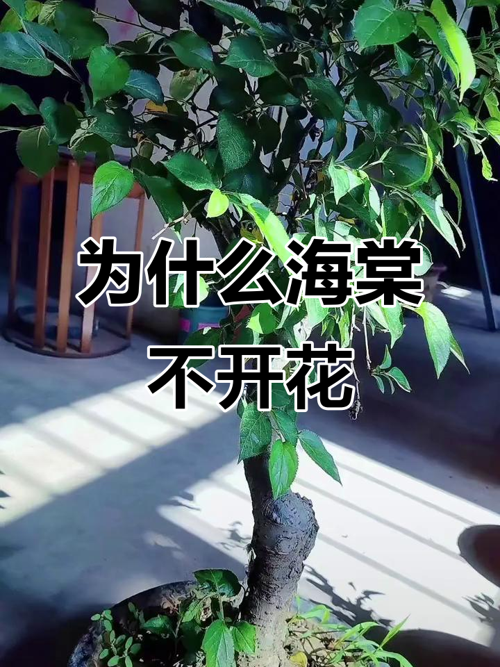 海棠树只长叶不开花,养护误区揭秘
