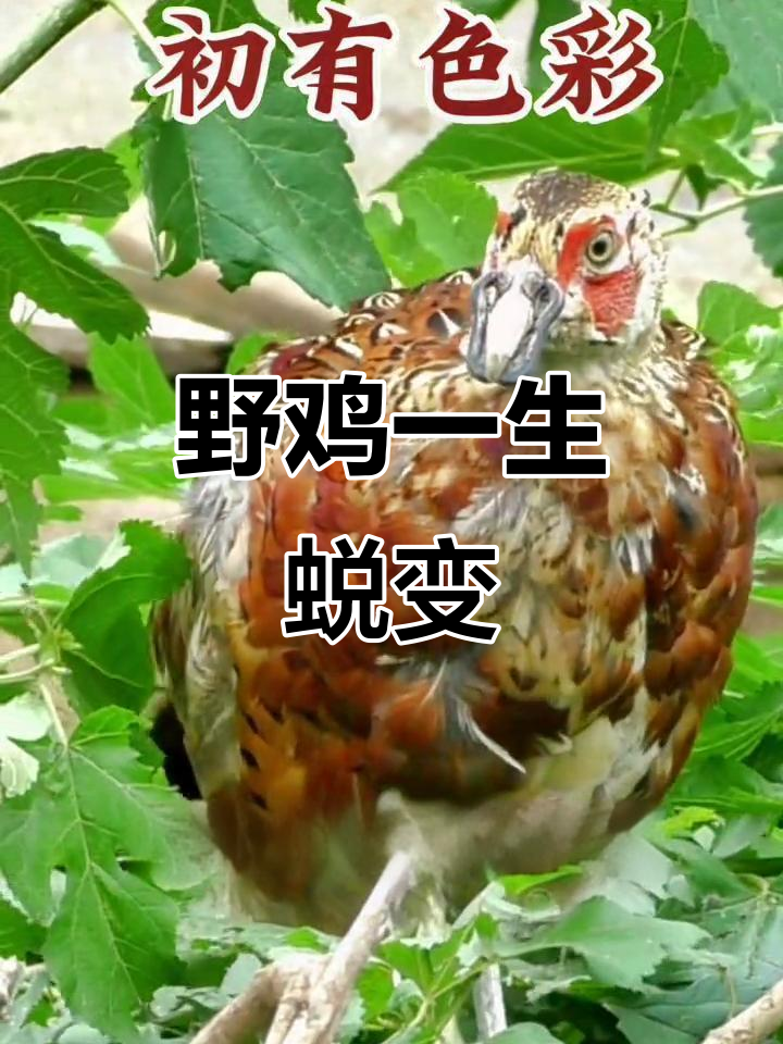 野鸡成长全纪录:从蛋到成鸟,变化惊人