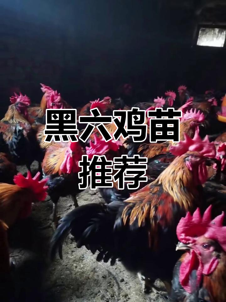 广州黑六鸡苗，品质保证，欢迎选购！