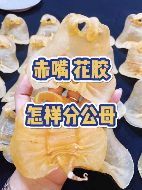 赤嘴花胶怎样分公肚和母肚 一分钟学会