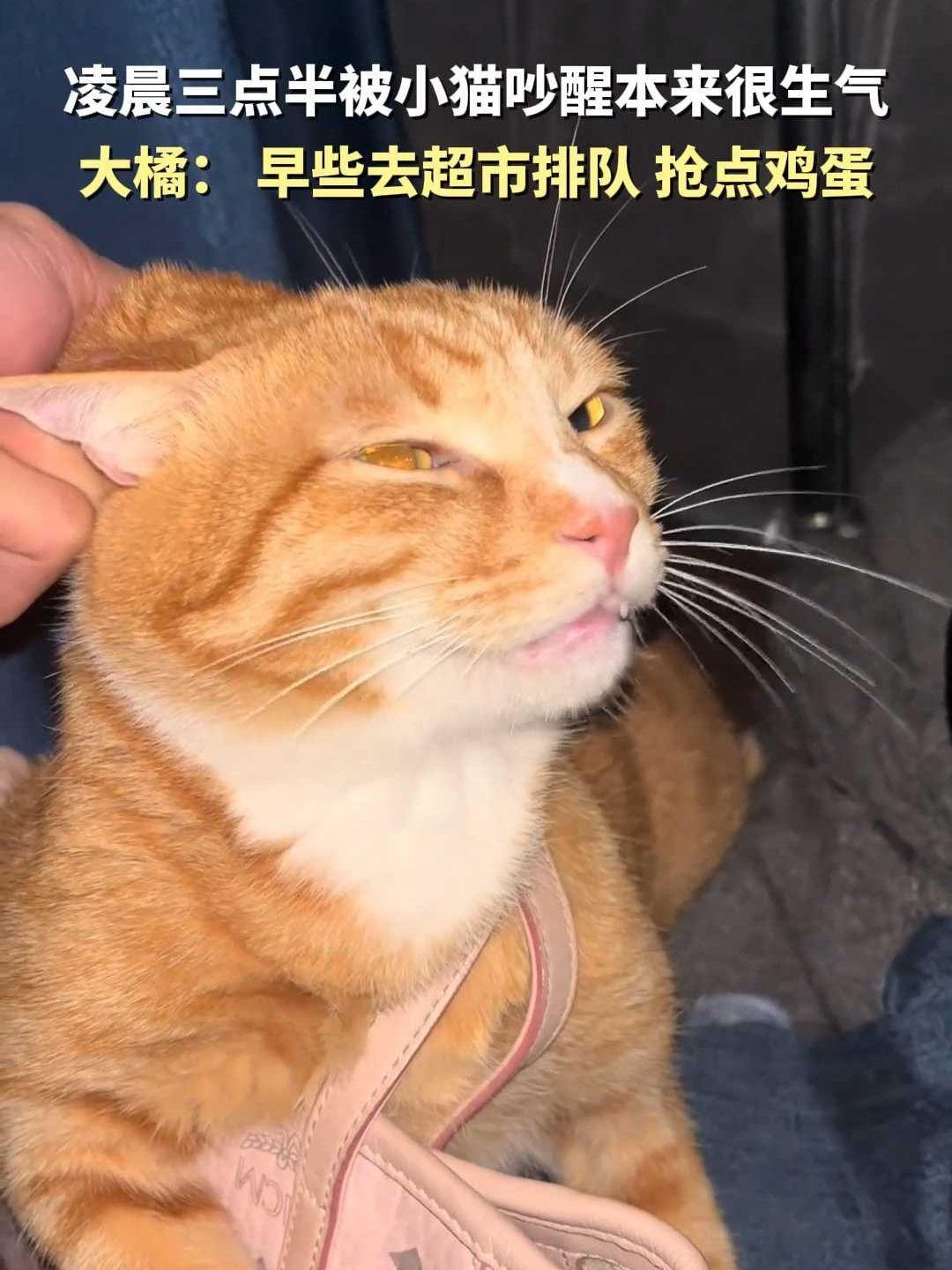 凌晨三点半被小猫吵醒本来很生气 大橘:早些去超市排队 抢点鸡蛋 小猫咪 小猫咪能有什么坏心