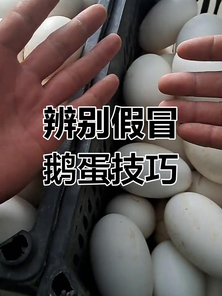 如何分辨真假鹅蛋,大小与蛋黄的区别