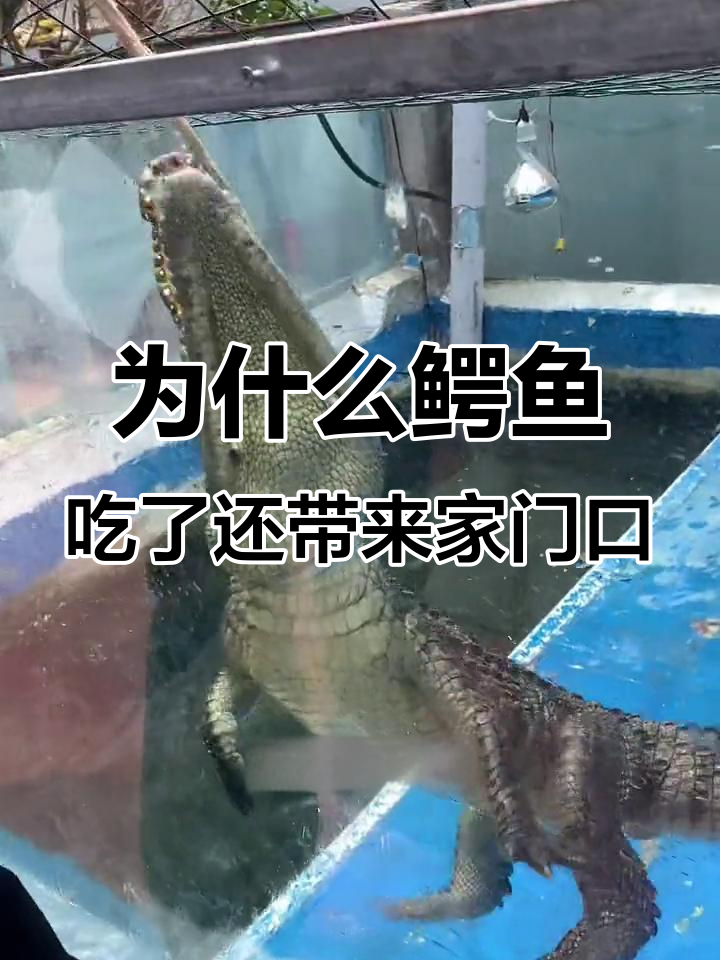 鳄鱼为何吃人又带家人来?揭秘大补背后的秘密