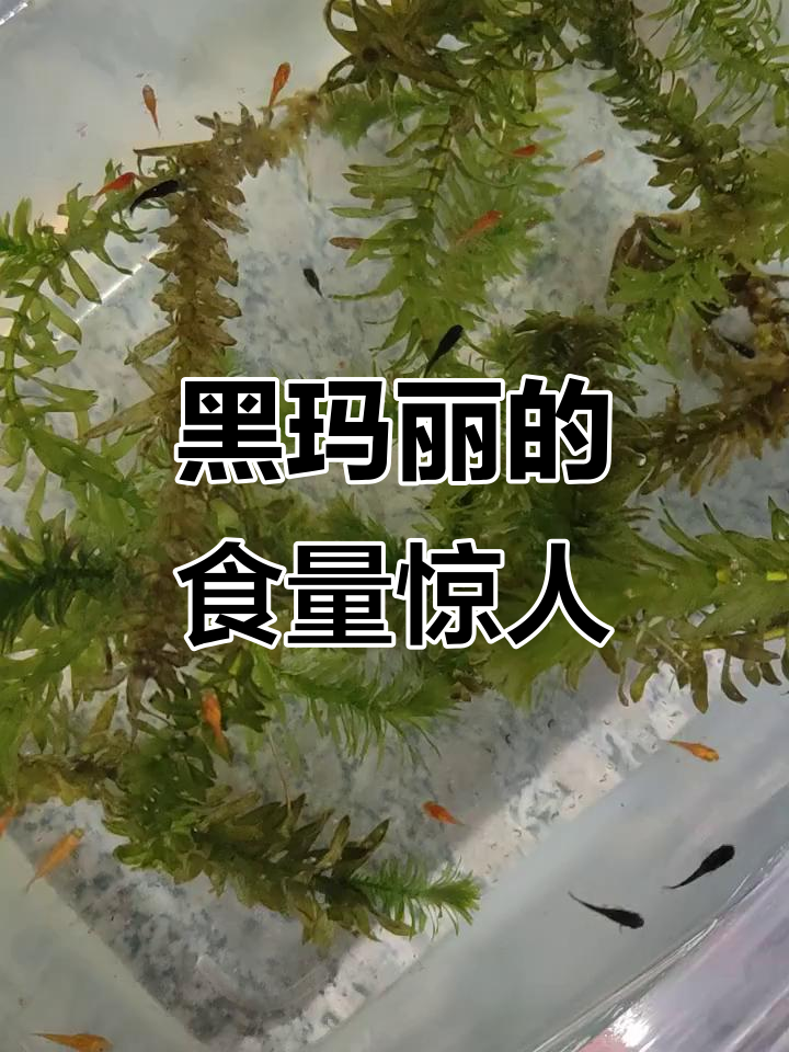 黑玛丽太能吃了,小鱼都抢不过它