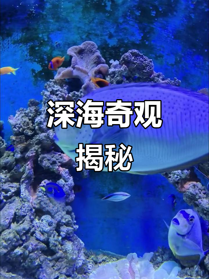 海洋馆里鱼群游动,脑洞大开,让人眼花缭乱!