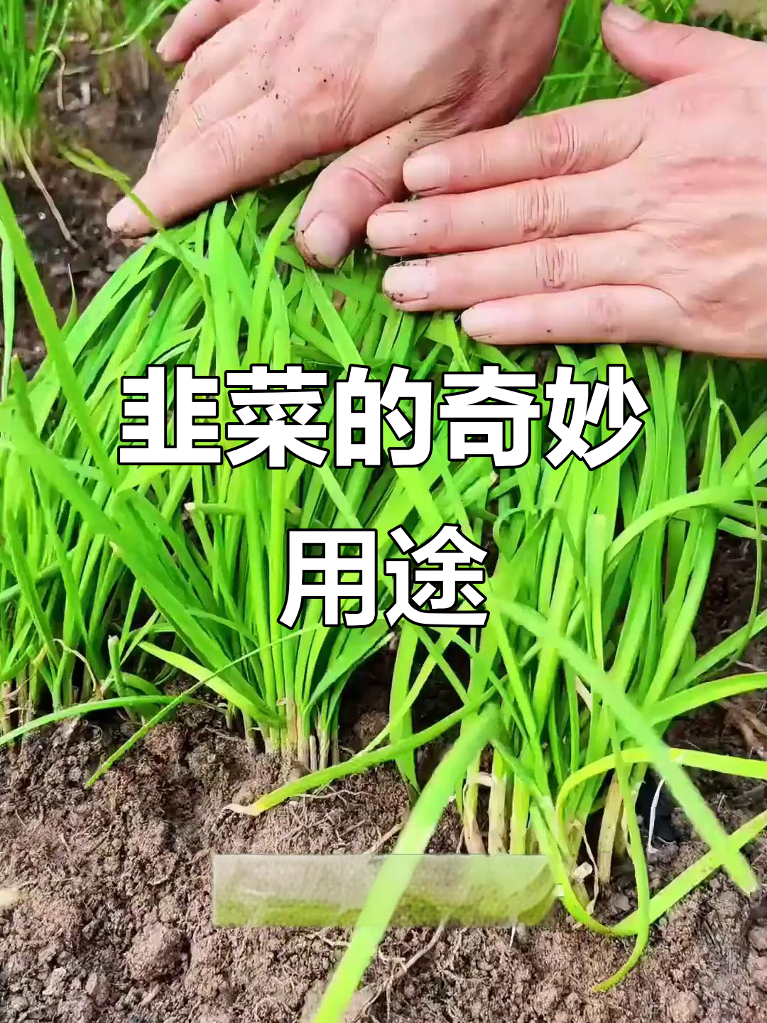 韭菜不仅是草,竟是厨房里的神奇法宝!