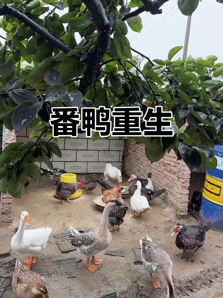 白色番鸭恢复活力,昨晚喂药后今天能走路了,真是奇迹!