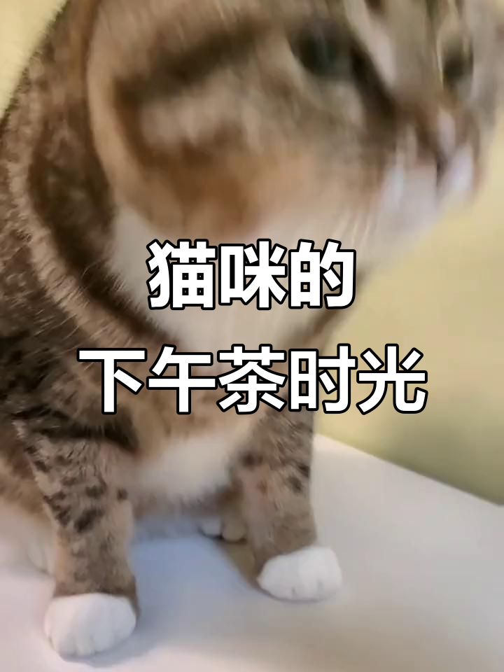 猫咪下午茶时间,表情超有趣