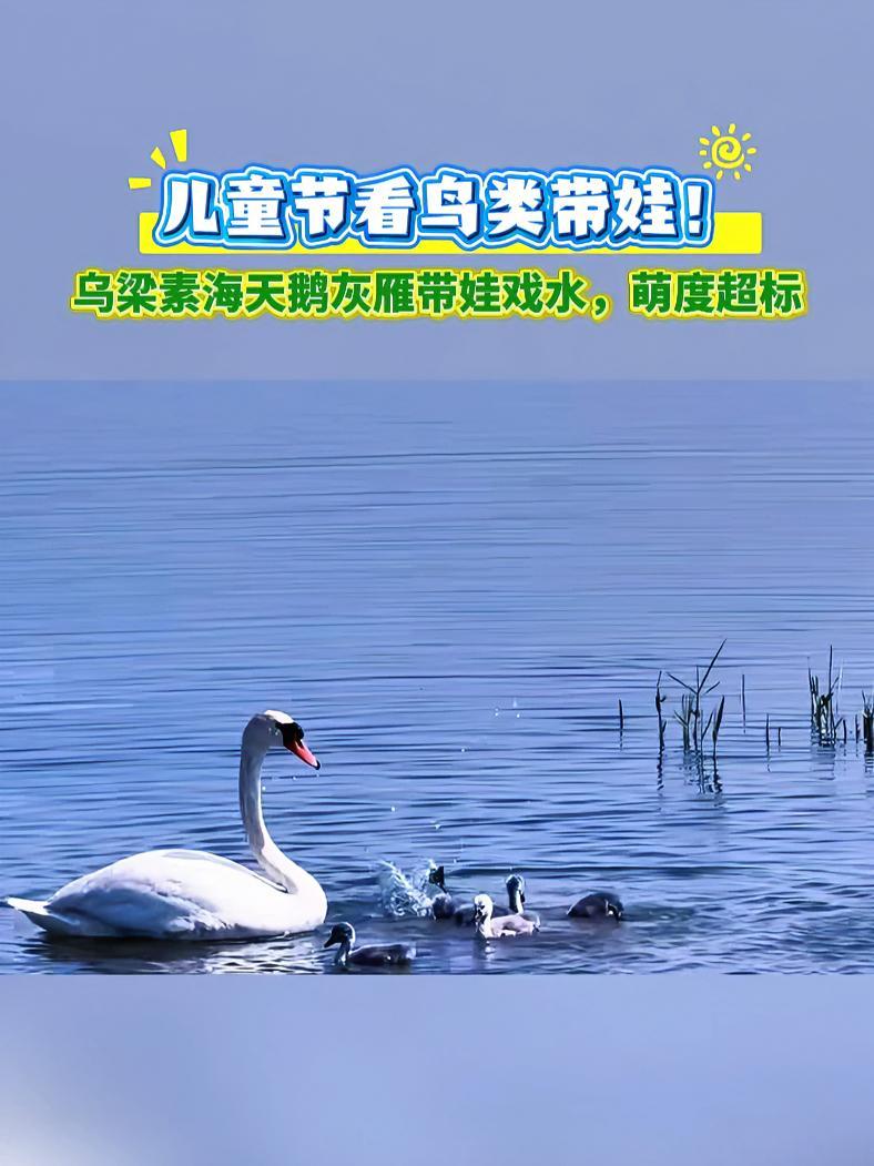 儿童节看鸟类带娃 乌梁素海天鹅灰雁带娃戏水,萌度超标 小鸟宝宝也要过儿童节 六一就是要快乐