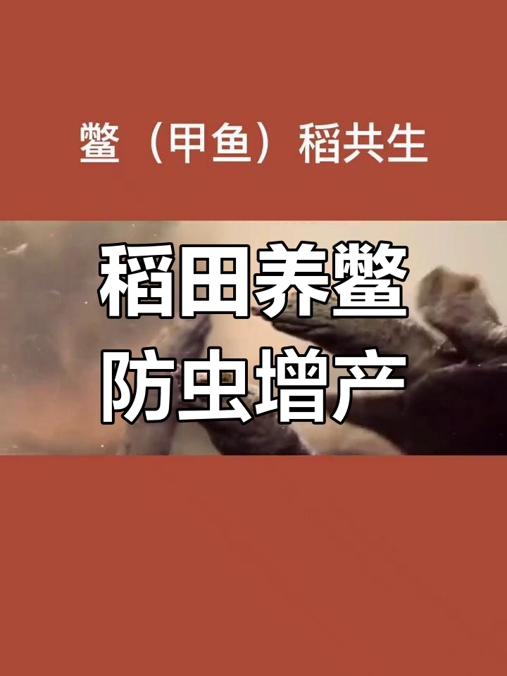 甲鱼与水稻的共生模式,绿色无害食品新选择
