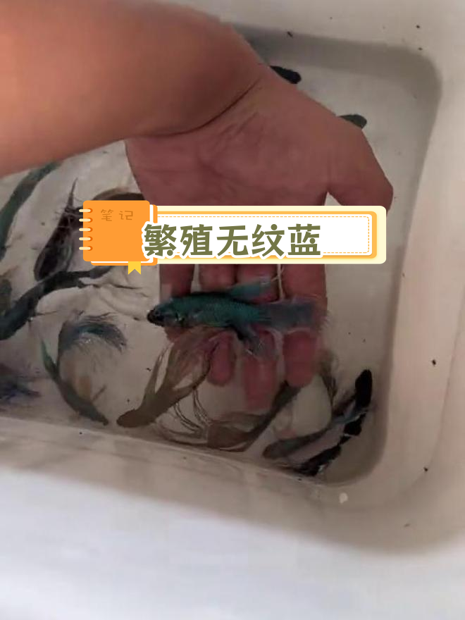 无纹蓝斗鱼繁殖计划