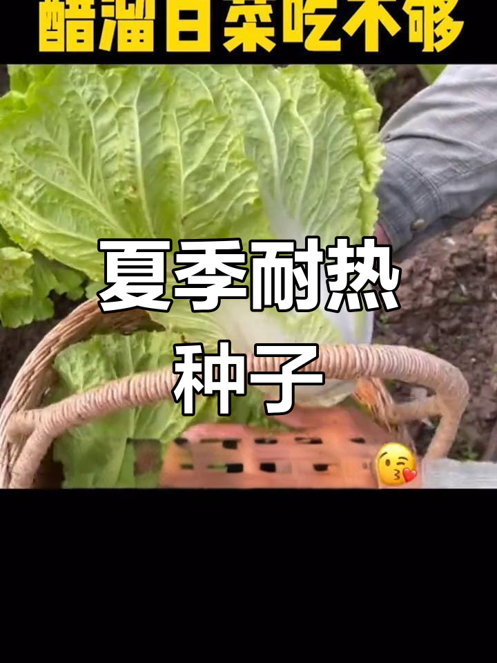 耐热抗病夏阳白种子,阳台小院必备