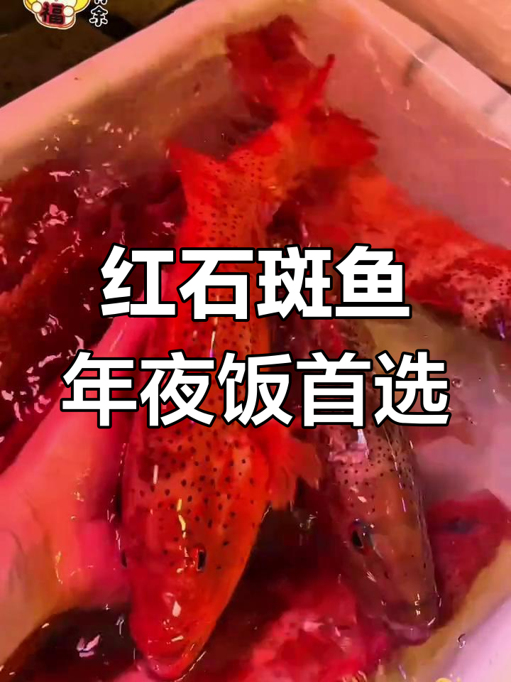 过年年夜饭,选深海红石斑鱼