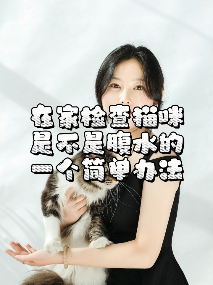 在家检查猫咪是不是腹水的一个简单办法