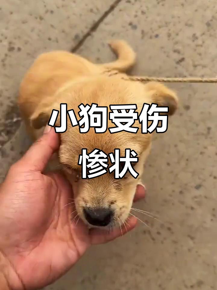 狗狗被墙撞伤,腿露红肉芽让人心碎