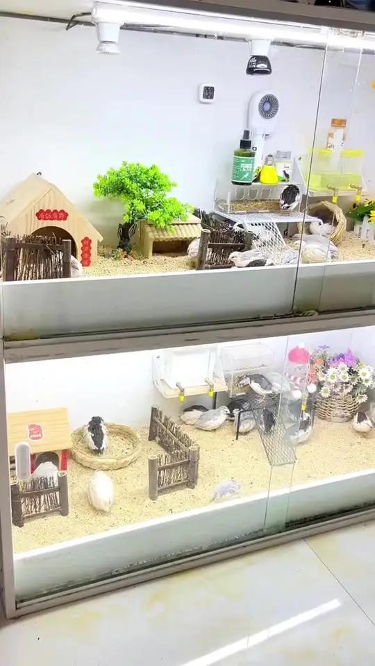 你家养鸡臭不臭，快来用玉米砂垫料