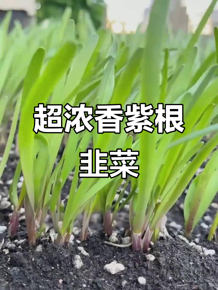 紫根韭菜,十年一收,家庭小院必备!