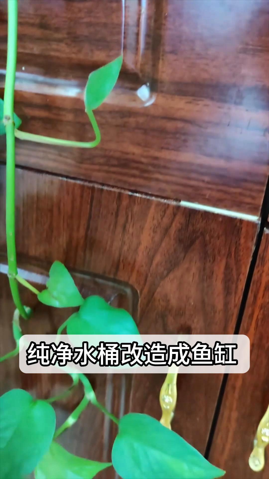 纯净水桶改造成鱼缸,省钱又好看