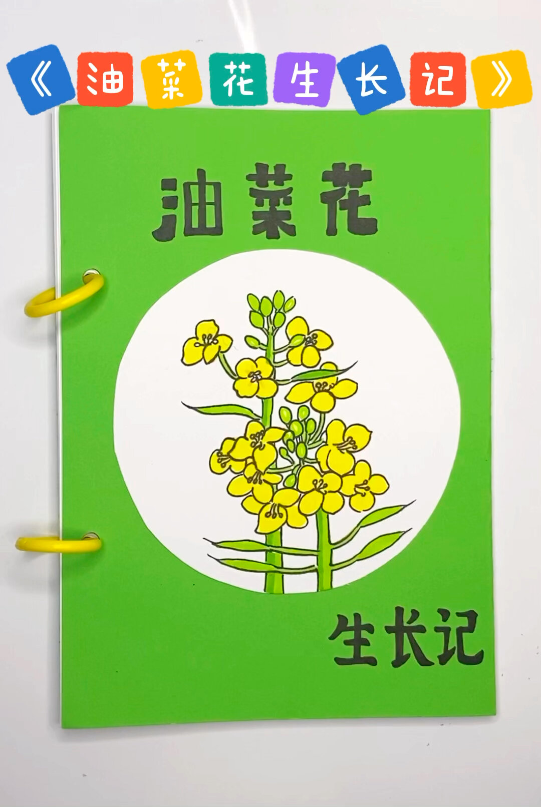 油菜花生长记