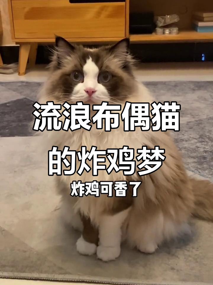 布偶猫流浪能换炸鸡吗?傻乎乎的小猫咪太可爱了
