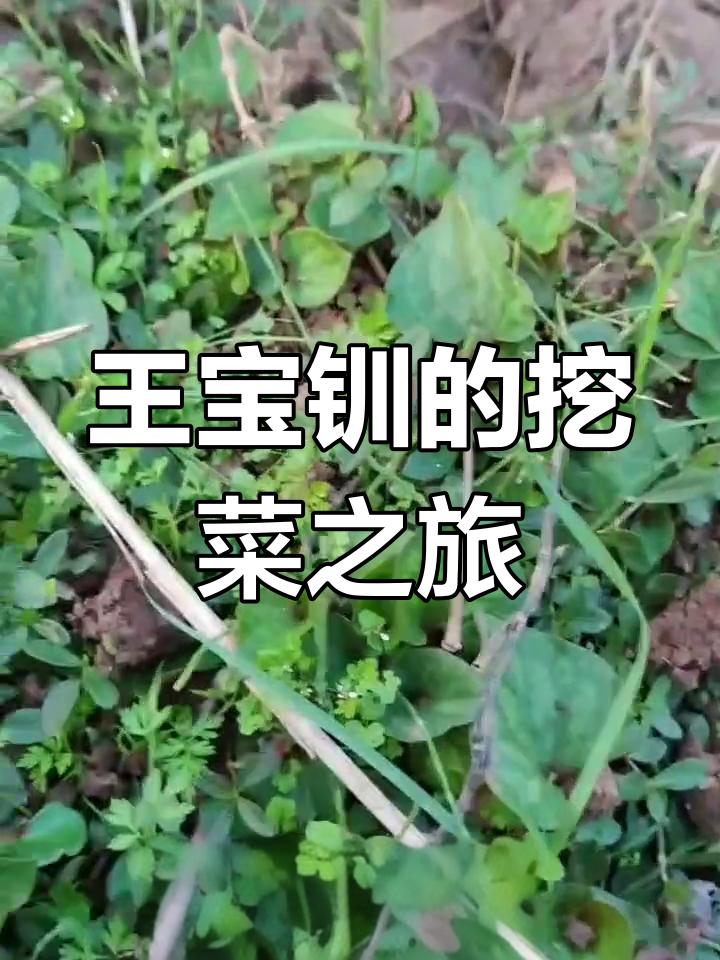 挖野菜的乐趣,王宝钏带你体验大自然的味道