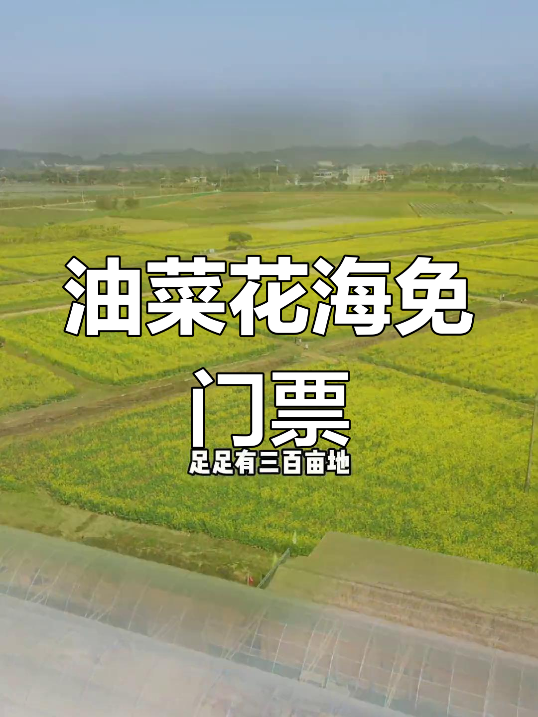 惠州油菜花海,300亩免费开放,春季赏花近在咫尺!