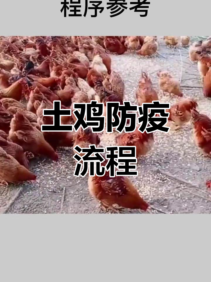 散养土鸡免疫程序全解析,疫苗接种时间与方式一览