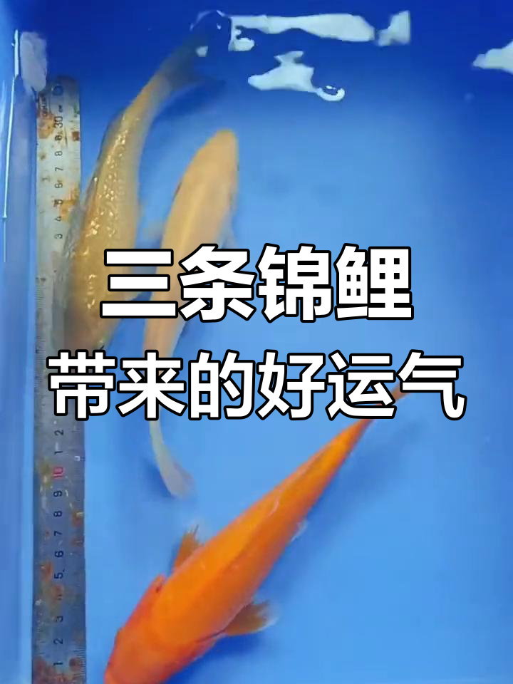 火鲤、介子与茶鲤三鱼组合,21公分左右,带来好运连连