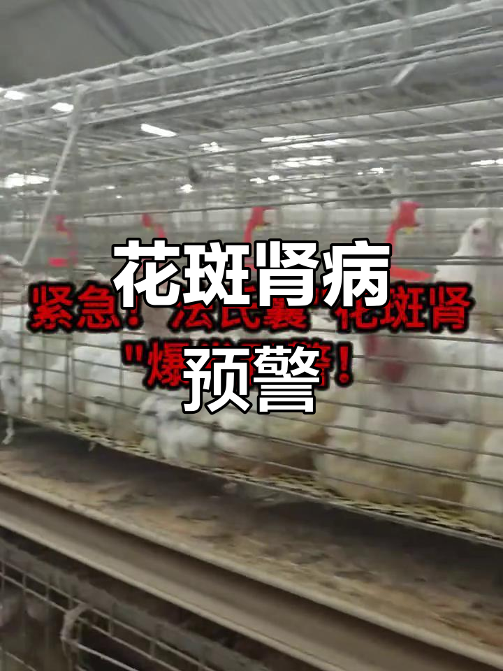 法氏囊花斑肾爆发,死亡率飙升60%!