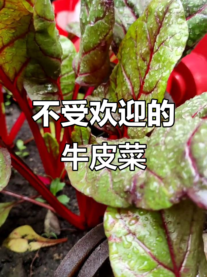 瑞士甜菜,虽营养丰富却因味道平淡而不被广泛喜爱