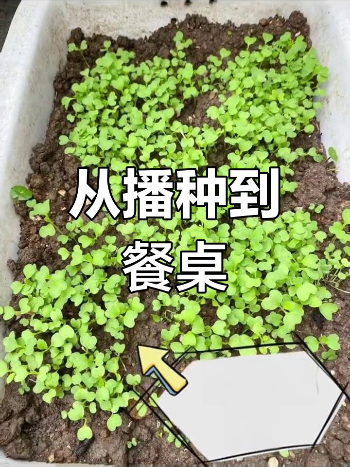 鸡毛菜的成长之旅