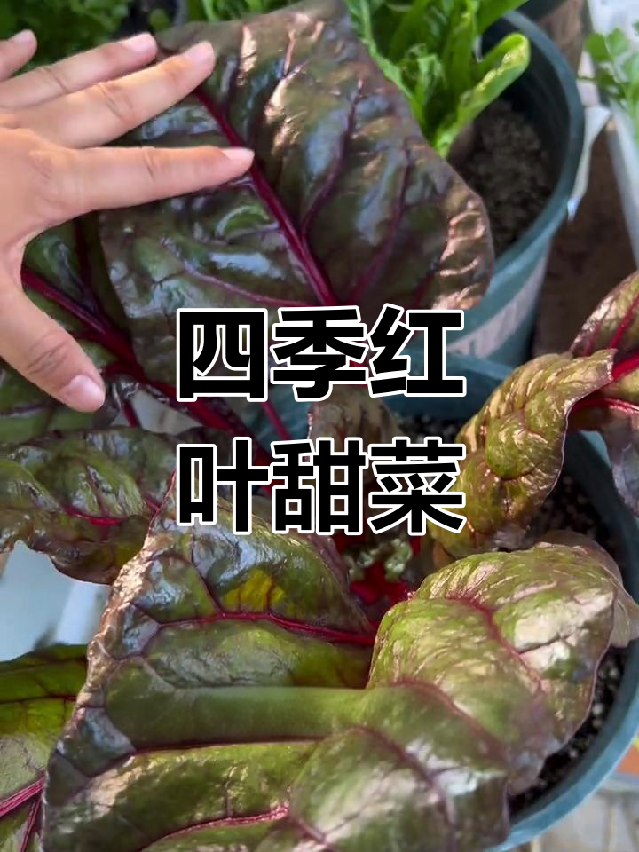 红叶甜菜四季常绿,耐寒又抗热,吃一口健康满满!