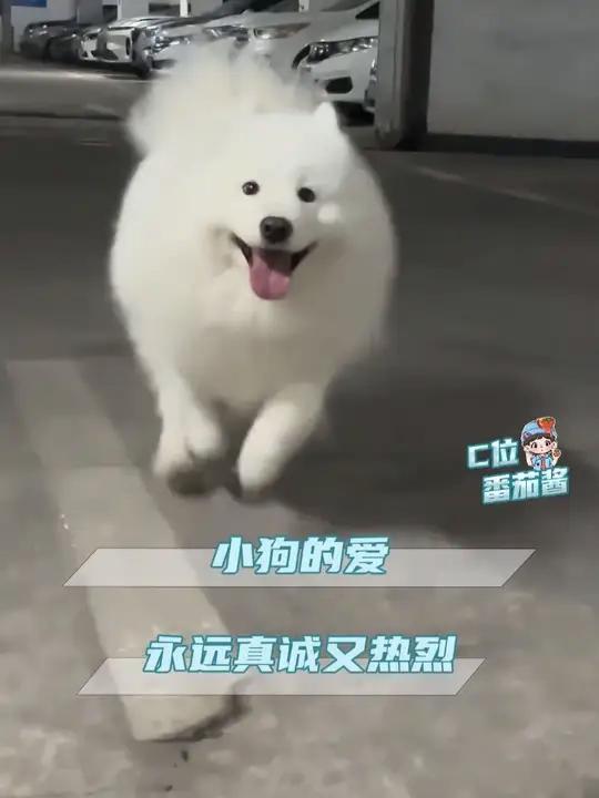 于是我妈妈见人就夸 我是一只勇敢的小狗