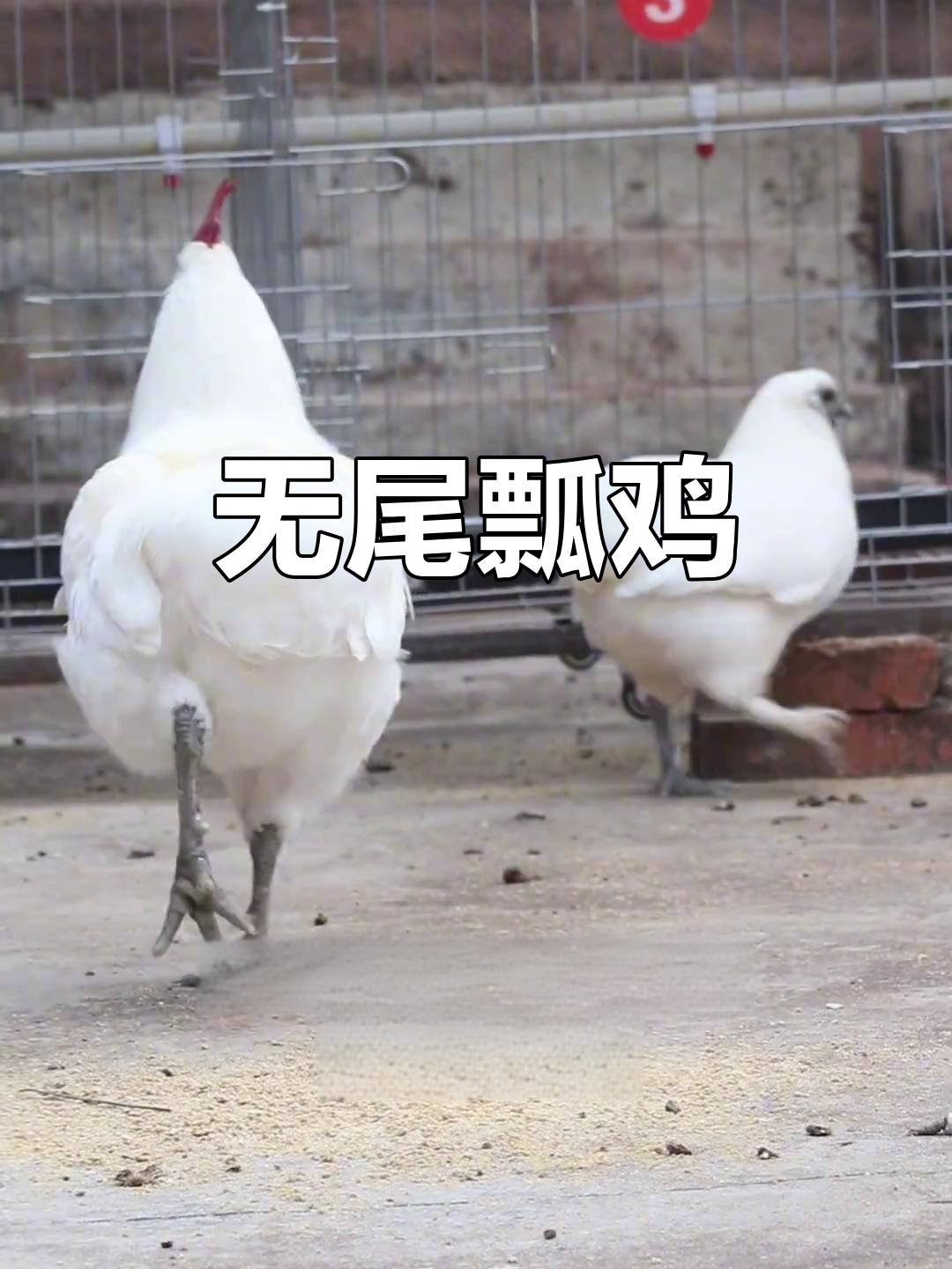 云南特色瓢鸡:无尾金种,遗传资源保护品种