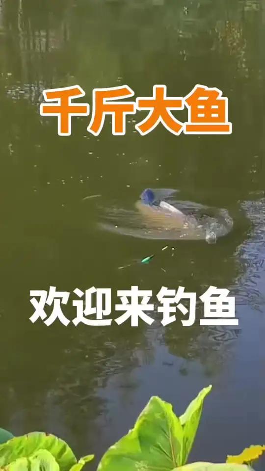 钓鱼激动时刻 垂钓户外钓鱼原创视频守了10个小时,终于钓到一条几十斤的大鱼!
