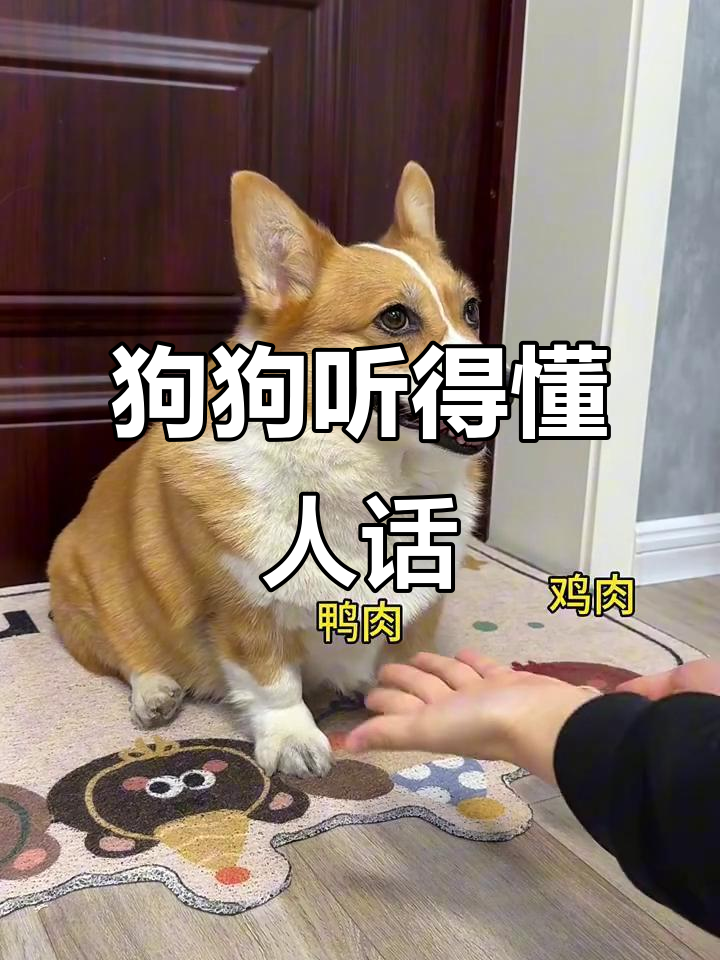 小狗竟然能听懂妈妈的话，太神奇了！