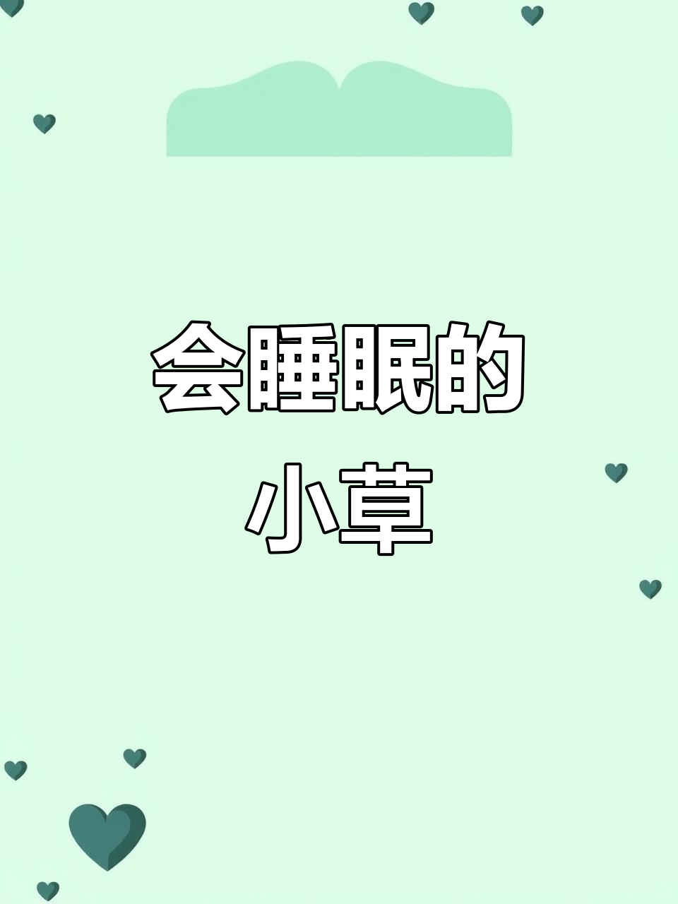 紫叶酢浆草:一种会“睡觉”的神奇小草