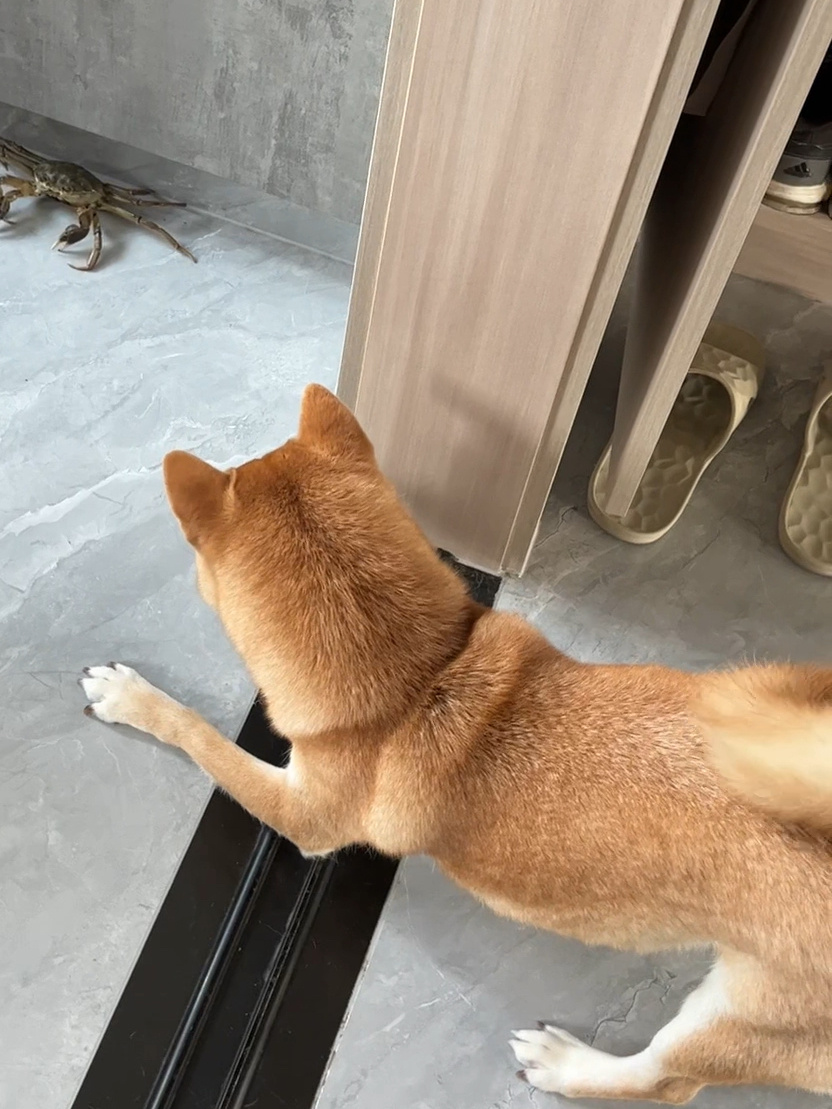 分享一下柴犬不多见的叫声