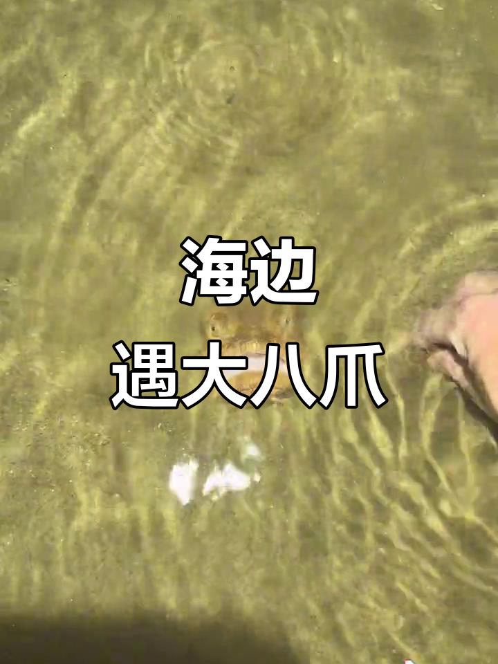 赶海抓八爪鱼,竟然遇到大马猴似的虾!
