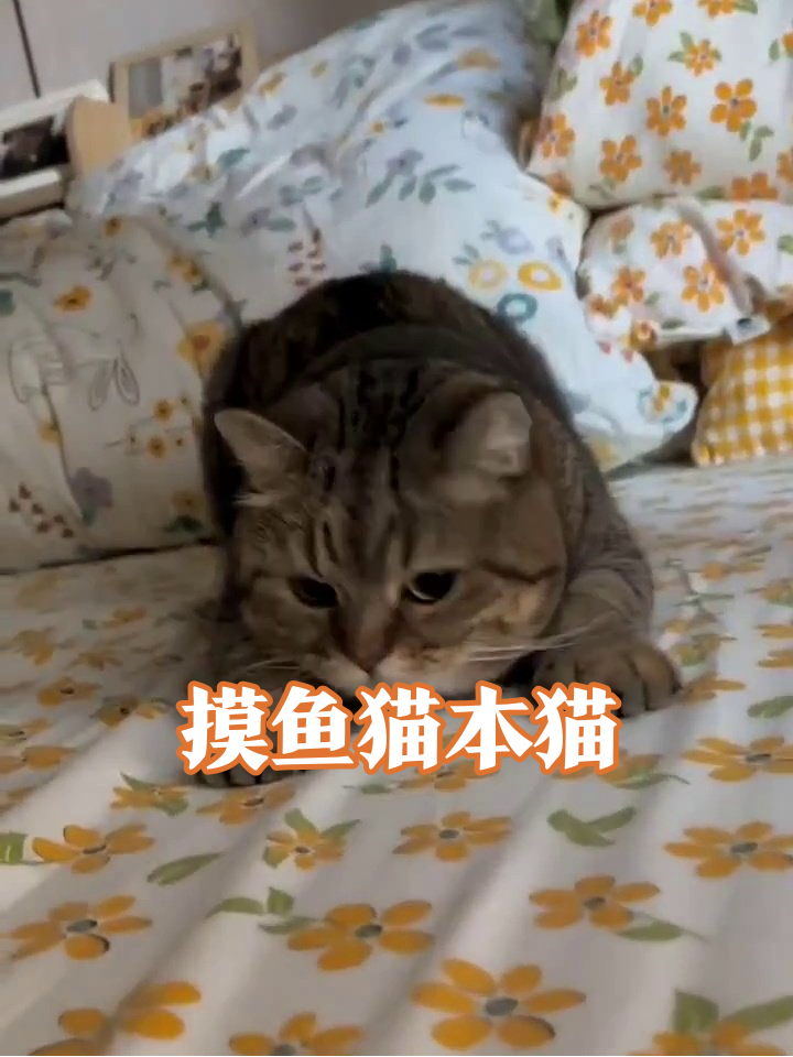 虎斑猫花式摸鱼全记录:踩奶、匍匐、摆烂一气呵成