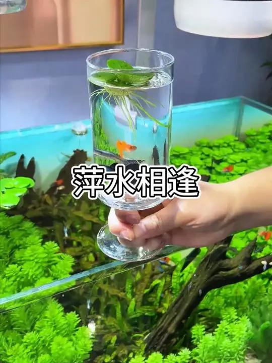 鱼缸里放片小铜钱 你想把鱼养死都难