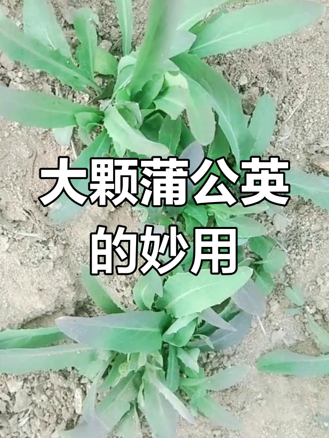 春天必备!野生苦菜叶子蘸酱,根晒干泡水降火
