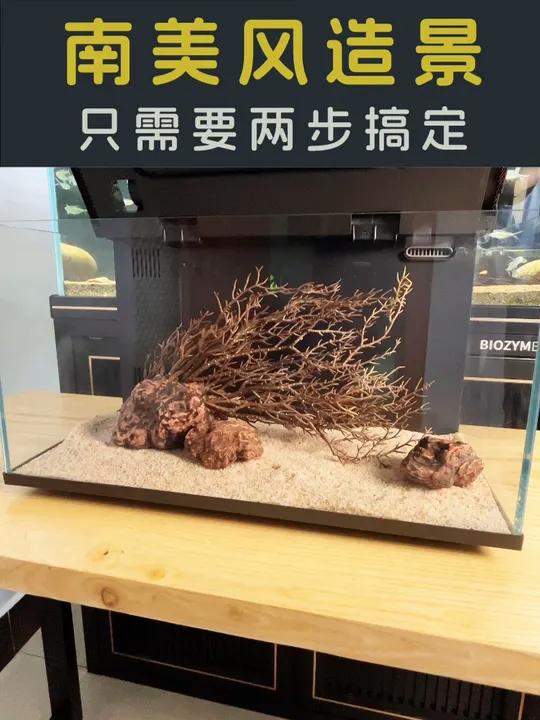 小鱼缸不会造景,快试试这个,两步就能造好,南美风鱼缸景观!开缸 养鱼日记 造景 南美缸 鱼