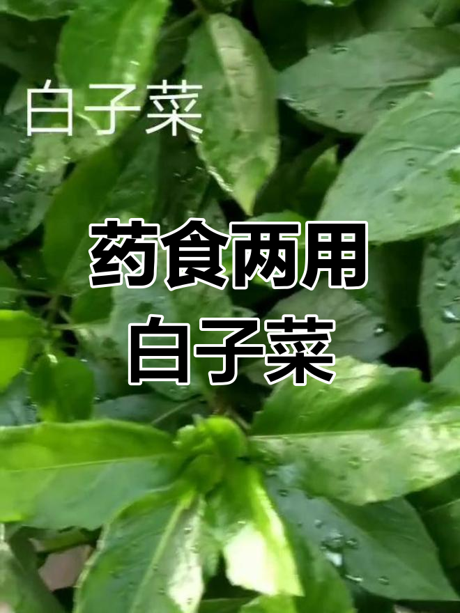 白子菜兼具食用与药用价值,清热解毒、接骨止血效果显著