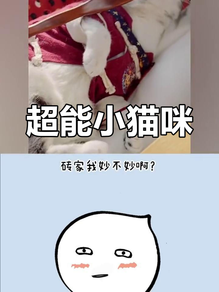 泡芙与安生:神奇猫咪的日常生活