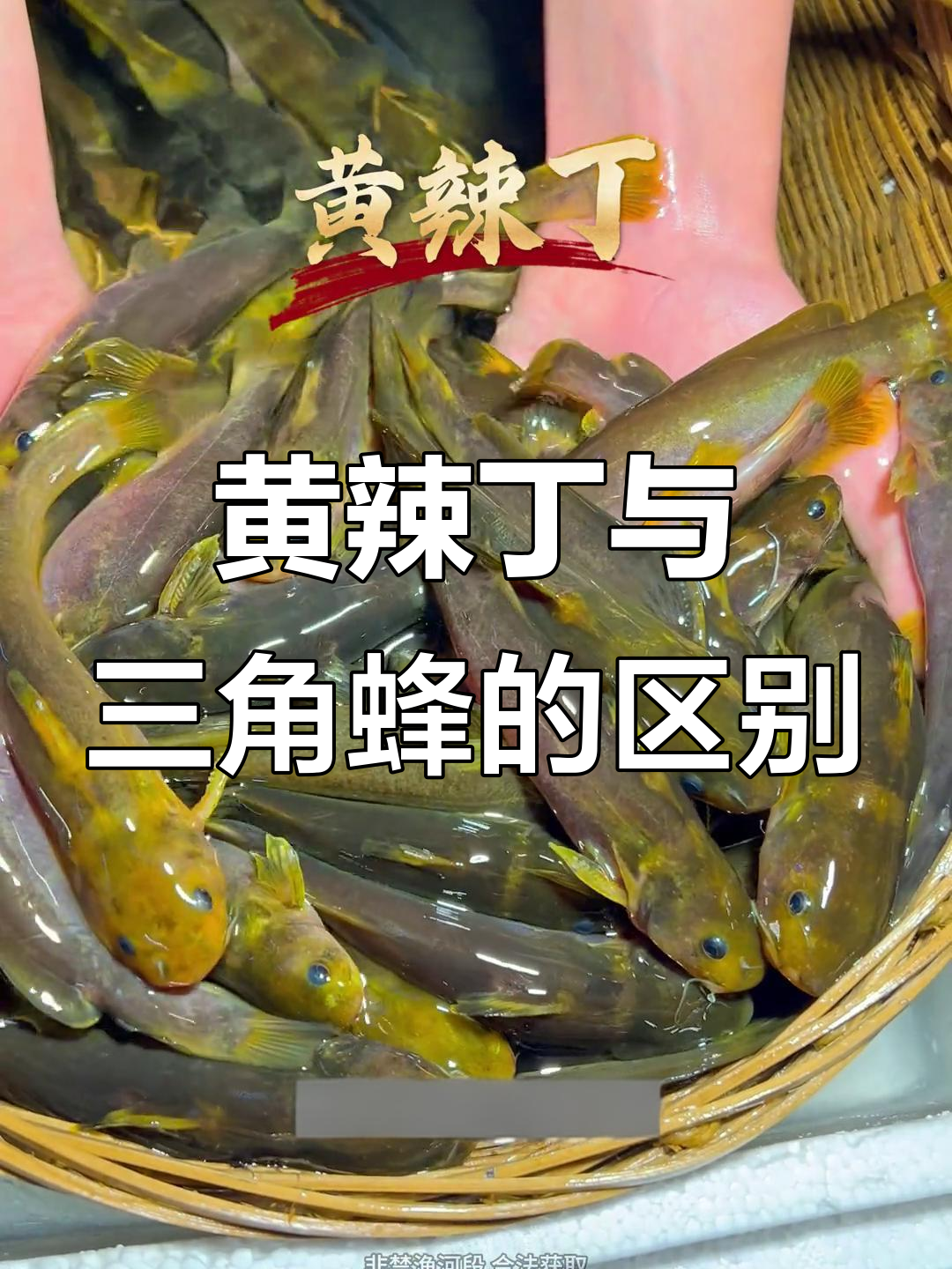 黄辣丁和三角峰到底有啥不同?别再被误导了!