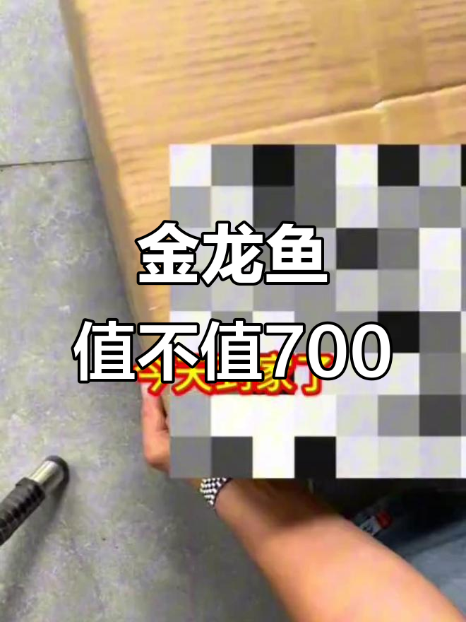 700元买金龙鱼,品相如何?
